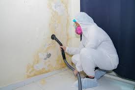 Best Water Damage & Mold Remediation  in Penitas, TX